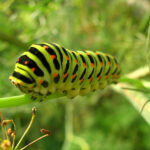 Caterpillar Info Fact And Photos The Wildlife