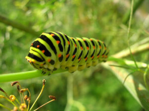 Caterpillar Info Fact And Photos The Wildlife