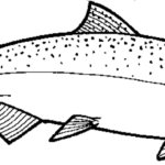 Chinook Salmon Coloring Page Salmon Drawing Coloring Pages Fish Art