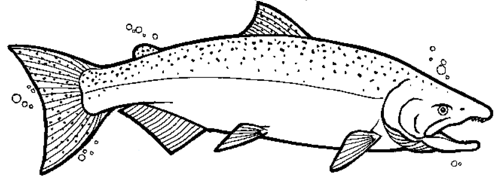 Printable Fish Pictures For Adults King Salmon