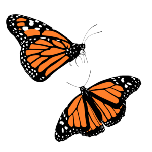Clipart Monarch Butterflies