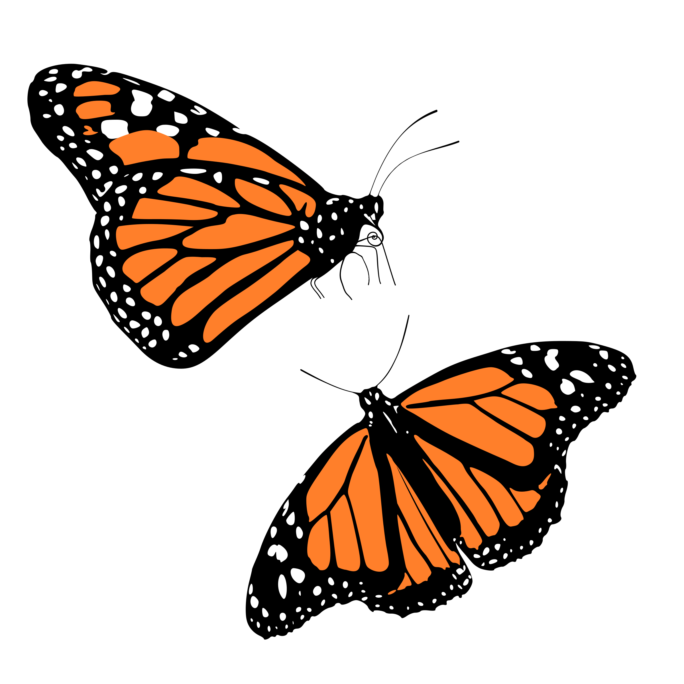 Clipart Monarch Butterflies