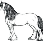 Clydesdale Horse Coloring Pages At GetColorings Free Printable