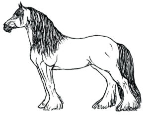 Clydesdale Horse Coloring Pages At GetColorings Free Printable