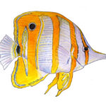 Copperband Butterfly Fish Watercolor Fine Art Print Etsy