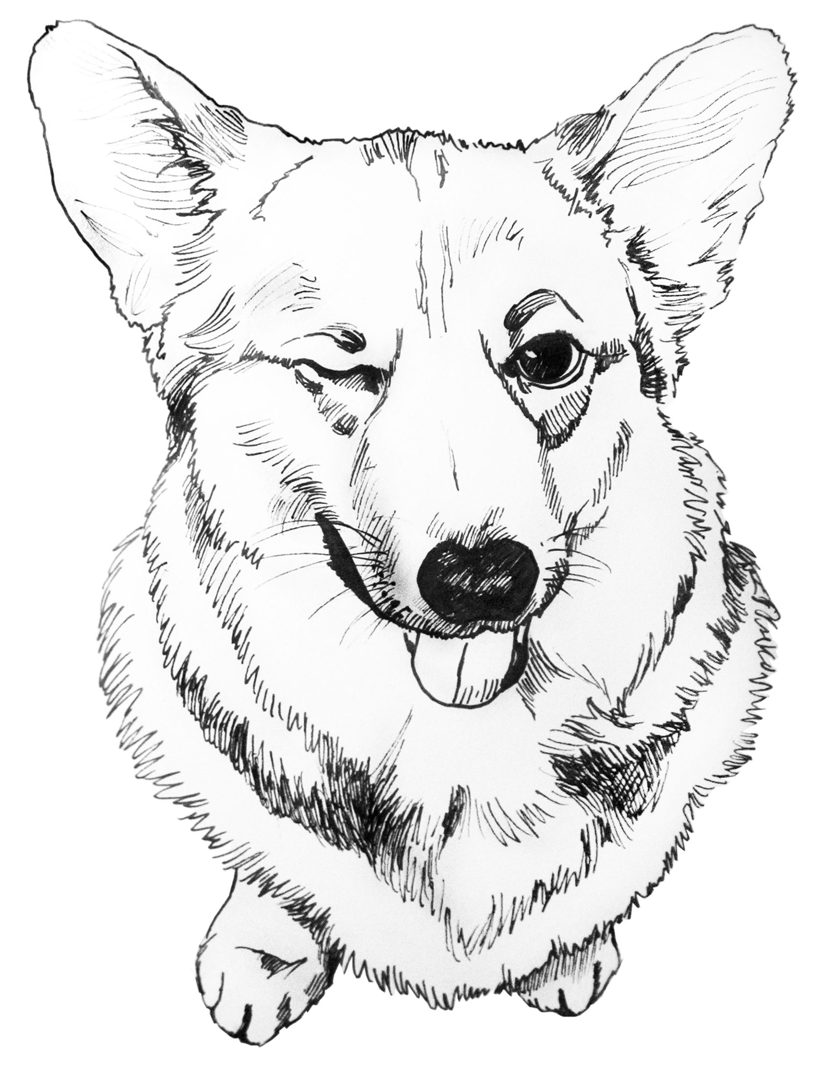 Corgi Coloring Pages To Download And Print For Free