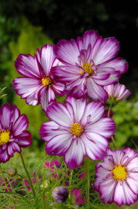 Cosmos Fizzy Rose Picotee Flower Seeds Unwins Jackson s Nurseries