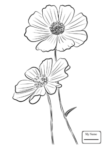 Cosmos Flower Drawing At GetDrawings Free Download