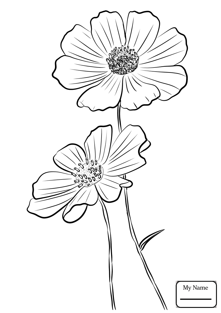 Cosmos Flower Drawing At GetDrawings Free Download