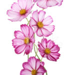 Cosmos Flower Stock Photo Royalty Free FreeImages