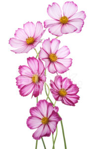 Cosmos Flower Stock Photo Royalty Free FreeImages