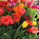 Customize Your Free Printable Spring Tulips