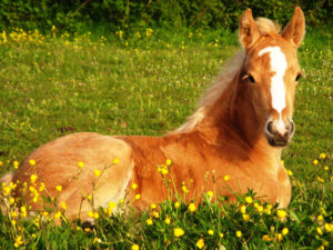 Cute Horse Wallpapers WallpaperTag