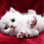 Cute White Kitten Animals OshiPrint In