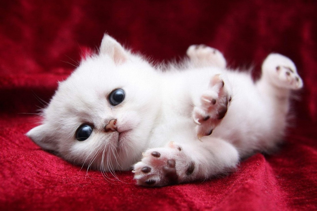Cute White Kitten Animals OshiPrint in