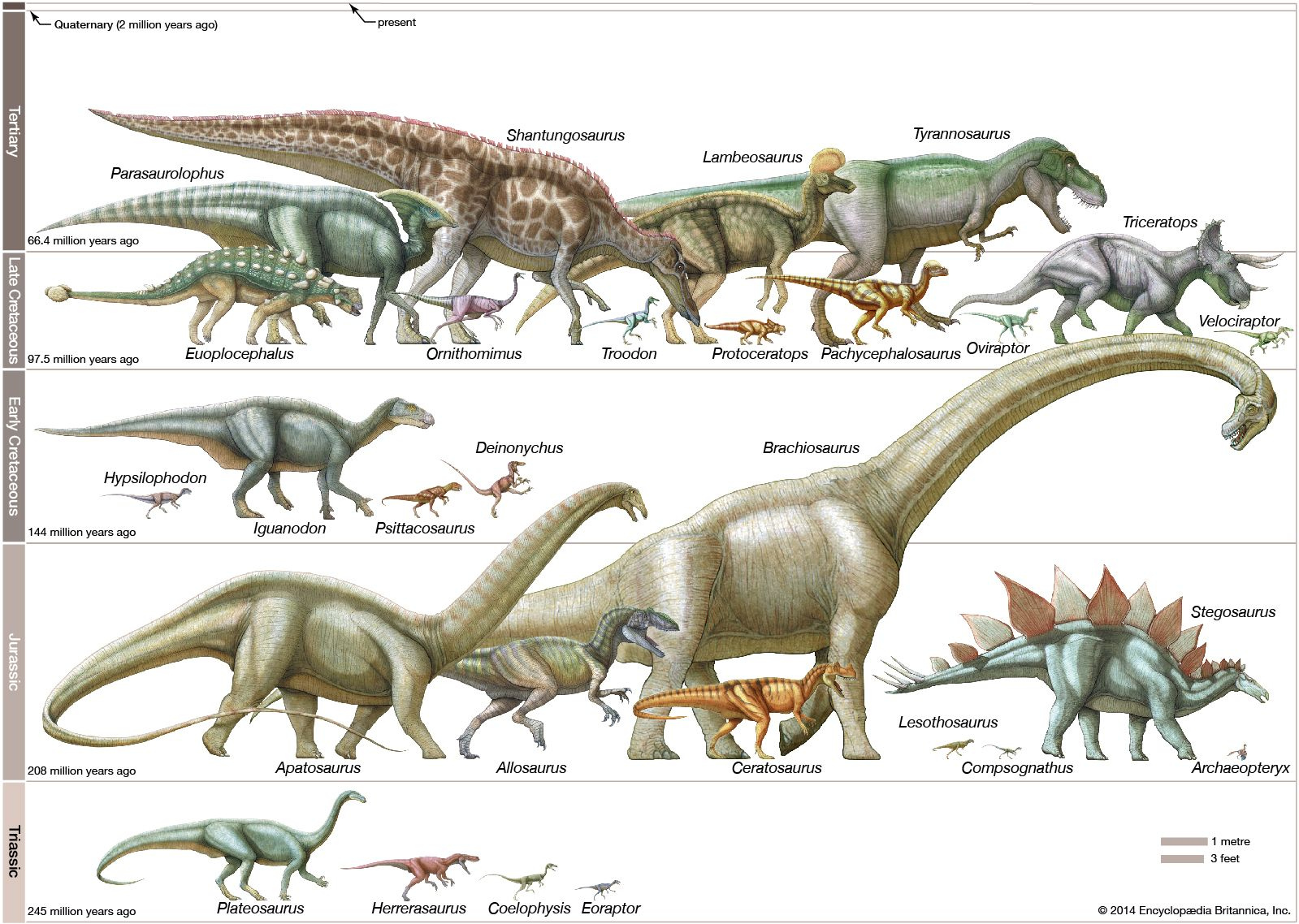 Dinosaur Sauropodomorpha Britannica