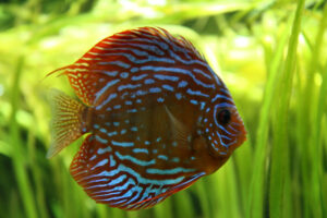 Discus Tropical Fish Wallpapers HD Desktop And Mobile Backgrounds