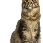 Download High Quality Cat Clipart R Realistic Transparent PNG Images