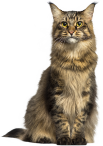 Download High Quality Cat Clipart R Realistic Transparent PNG Images