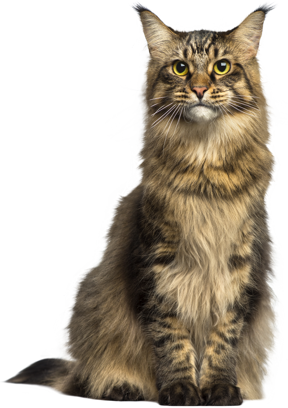 Download High Quality Cat Clipart R Realistic Transparent PNG Images 