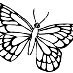 Drawings Butterfly Animals Page 3 Printable Coloring Pages
