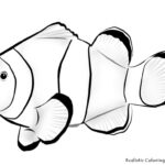 Exotic Fish Drawing At GetDrawings Free Download