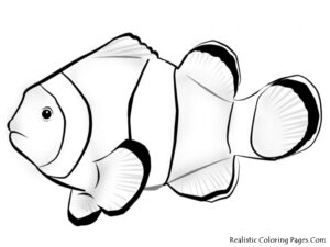 Exotic Fish Drawing At GetDrawings Free Download