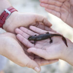 Facts On Newts For Kids Sciencing