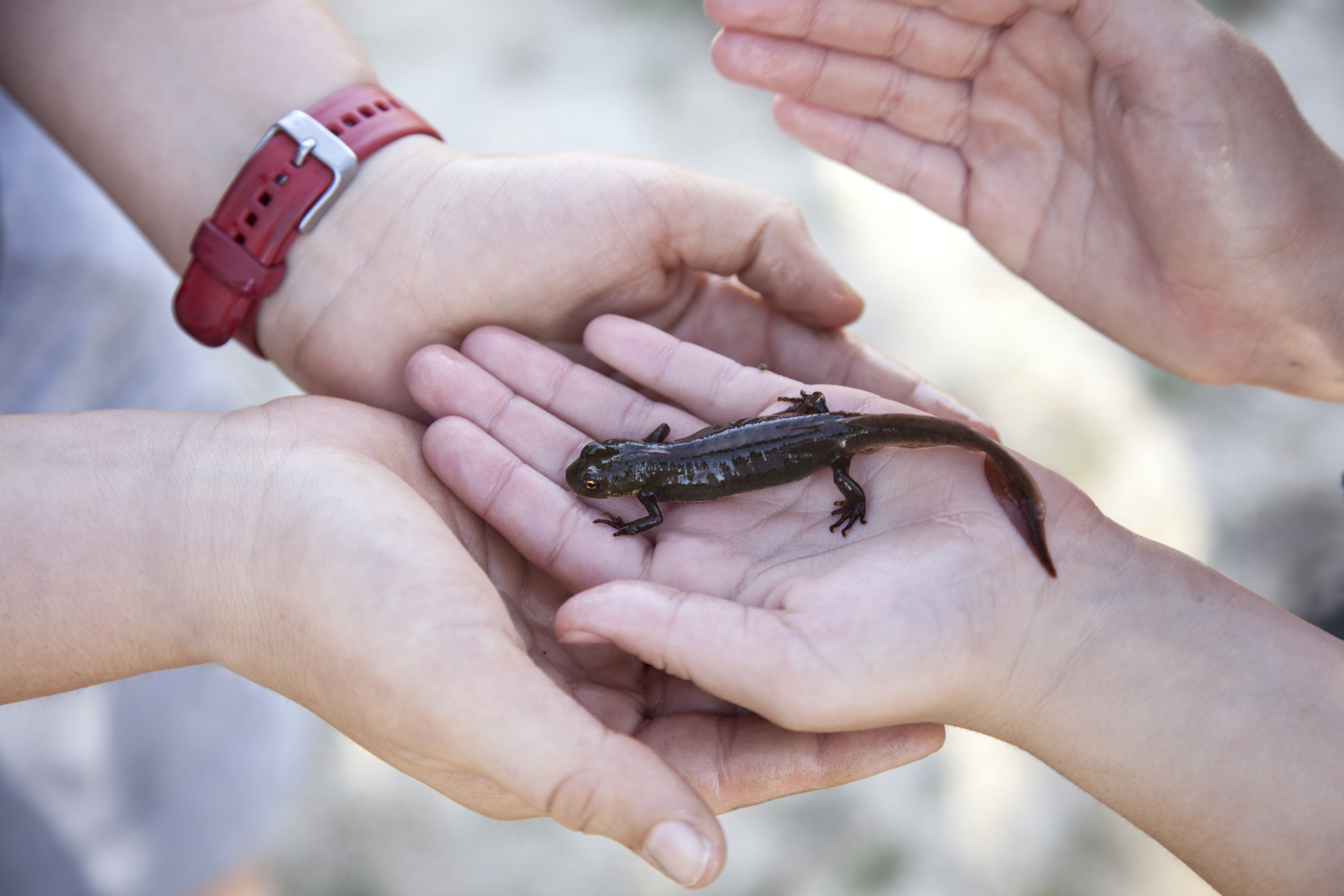 Facts On Newts For Kids Sciencing