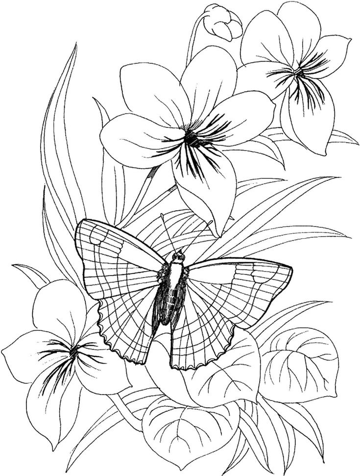 Flower Butterfly Coloring Pages Printable Flower Coloring Pages 