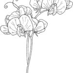 Flower Vine Coloring Pages At GetColorings Free Printable