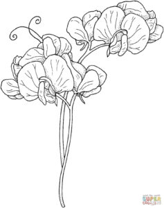 Flower Vine Coloring Pages At GetColorings Free Printable