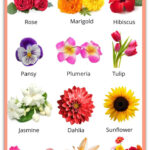 Flowers Name In English Pictures Videos Charts Ira Parenting