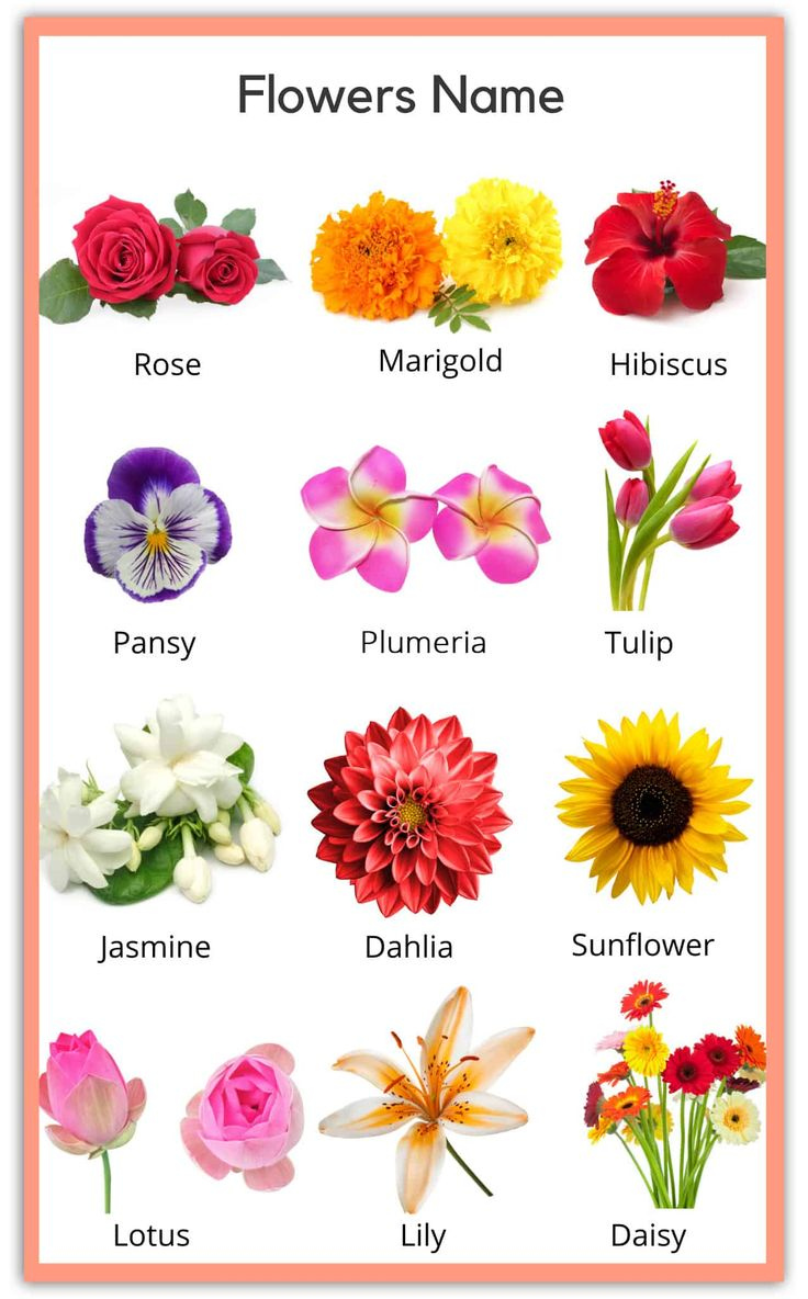 Flowers Name In English Pictures Videos Charts Ira Parenting 