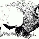 Free Buffalo And Bison Coloring Pages