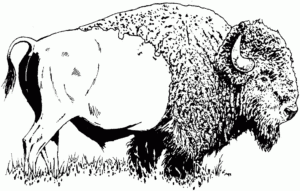 Free Buffalo And Bison Coloring Pages