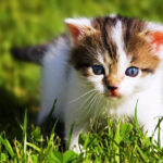 Free Download Cute Baby Animal Wallpapers PixelsTalk Net