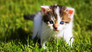 Free Download Cute Baby Animal Wallpapers PixelsTalk Net