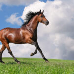Free Horse Backgrounds Wallpaper Cave