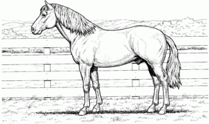 Free Horse Coloring Pages