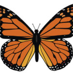 Free Monarch Butterfly Template Download Free Monarch Butterfly