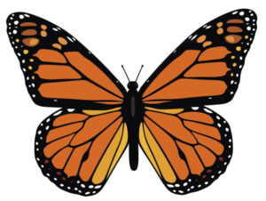 Free Monarch Butterfly Template Download Free Monarch Butterfly