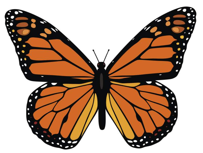 Free Printable Monarch Butterfly Picture