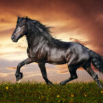 Free Photo Beautiful Horse Animal Horse Saddle Free Download