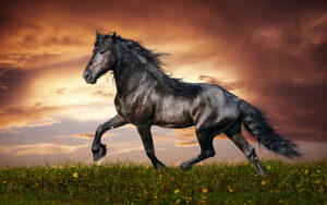 Free Photo Beautiful Horse Animal Horse Saddle Free Download