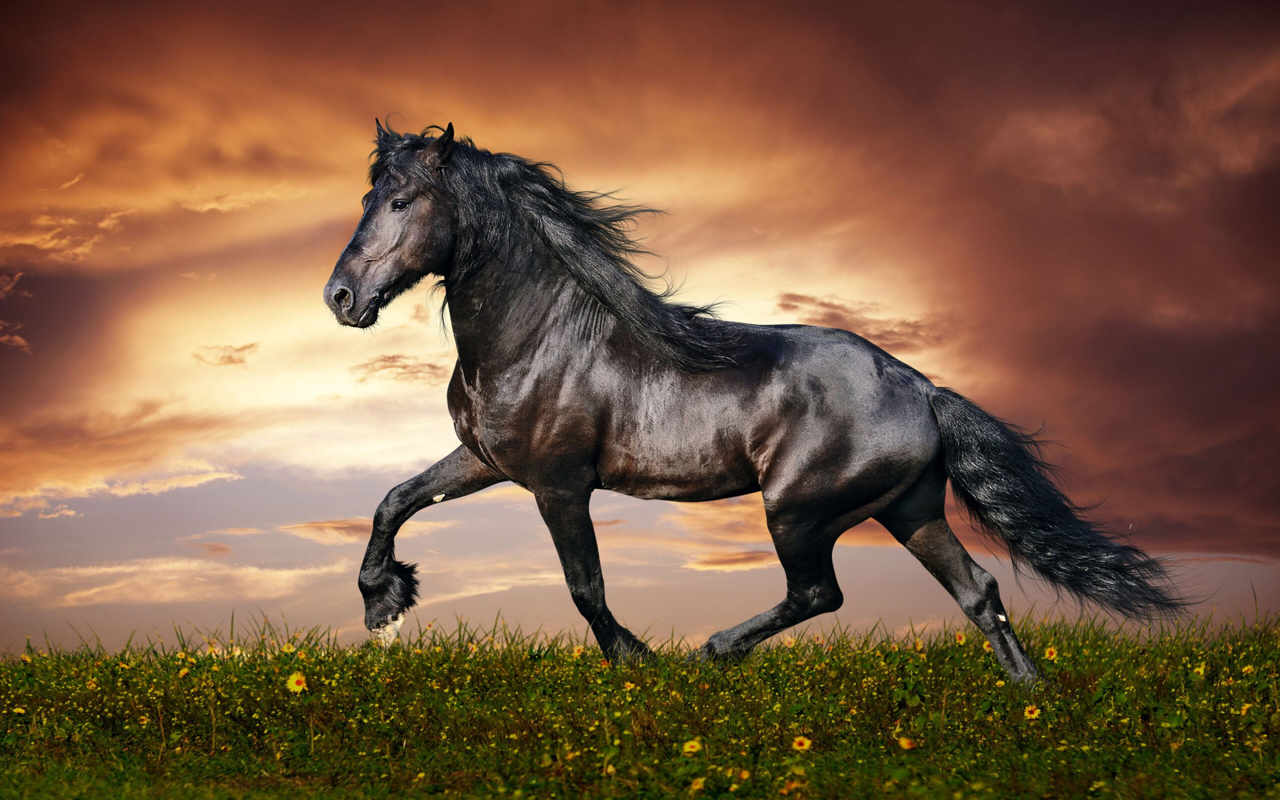 Free Photo Beautiful Horse Animal Horse Saddle Free Download 