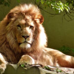 Free Photo Close Up Portrait Of Lion Animal Wildlife Wild Animal
