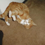 Free Picture Domestic Cat Laying Back