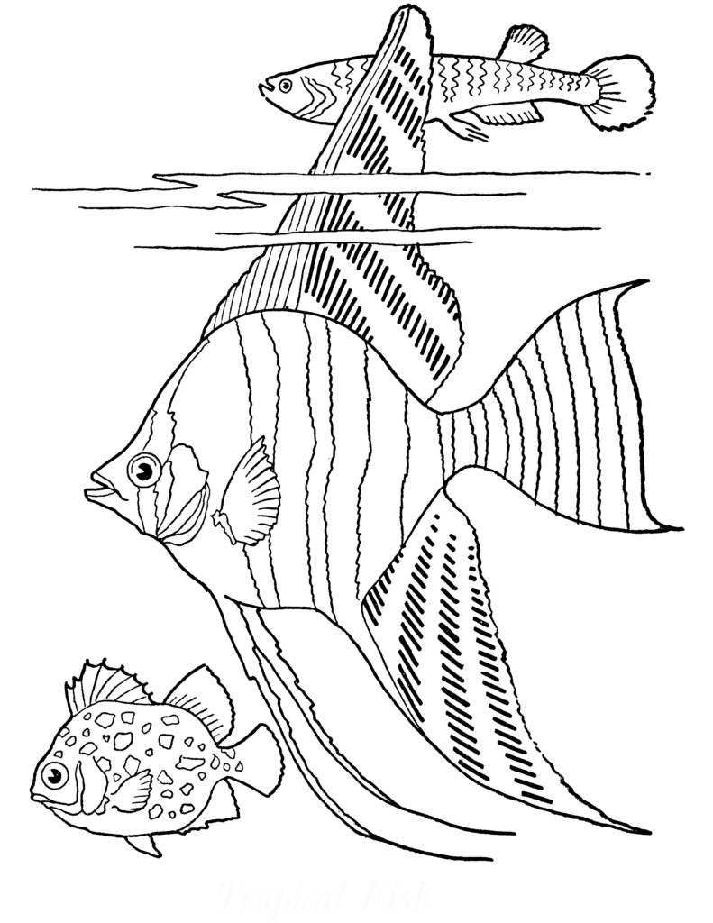 Free Printable Adult Coloring Page Tropical Fish The Graphics Fairy