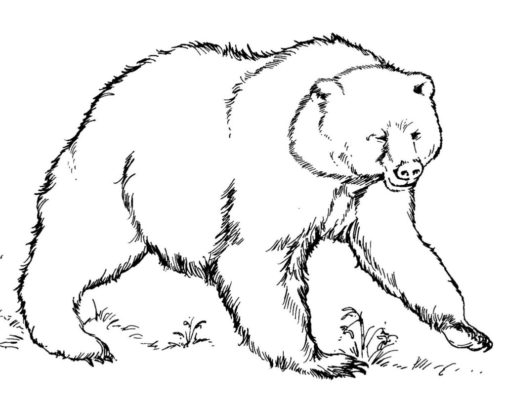 free-printable-bear-coloring-pages-for-kids-printable-pictures